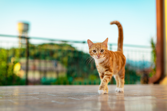 instalação de rede de proteção para pets