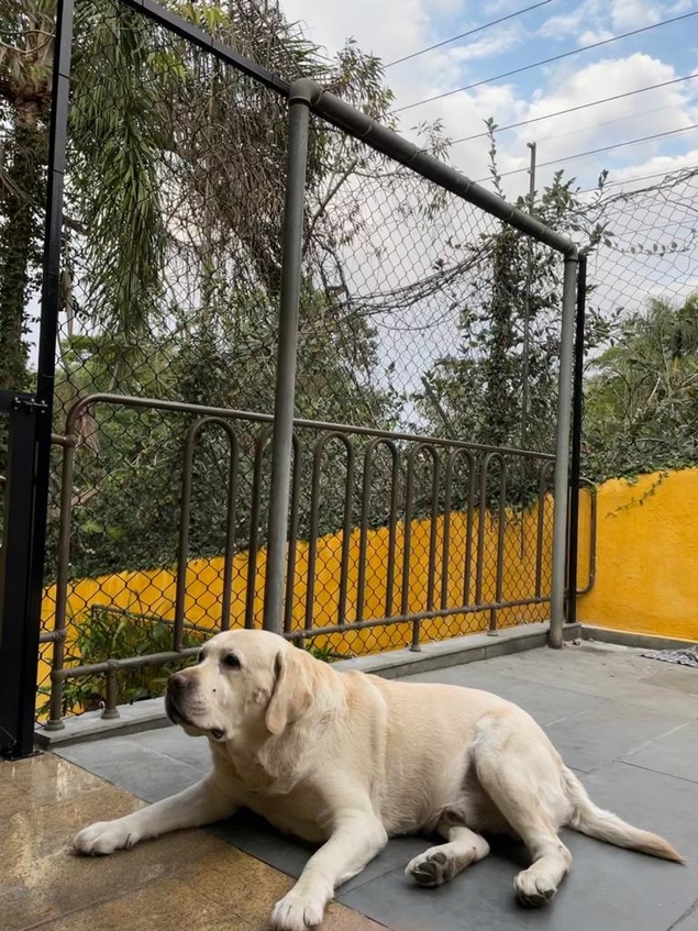 Instalação de rede de proteção para pets - Art Cercas